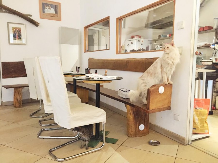 Cat Cafe in Vienna Cafe Neko Review