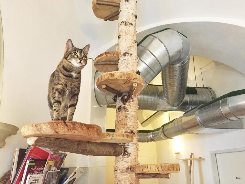 Cat Cafe in Vienna - Cafe Neko Review