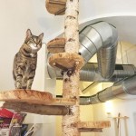 Cat Cafe in Vienna – Cafe Neko Review