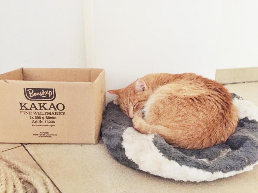 Cat Cafe in Vienna Cafe Neko Review