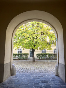 Tree in Courtyard